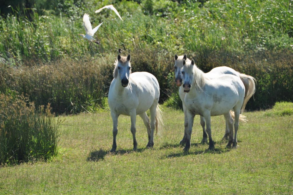 France, Provence, Camargue, Saintes Maries de la Mer